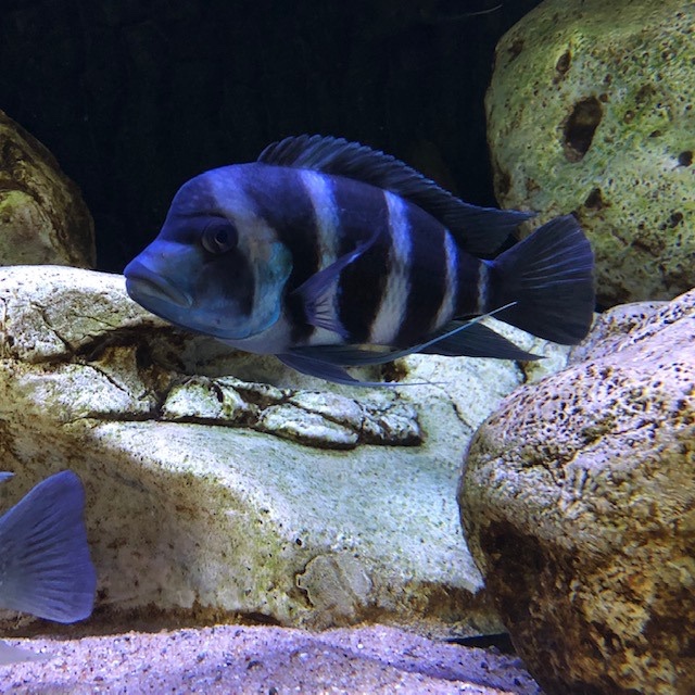 Cyphotilapia gibberosa 'Kitumba'